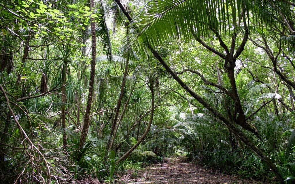 Casse tete bordelais - la loi de la jungle