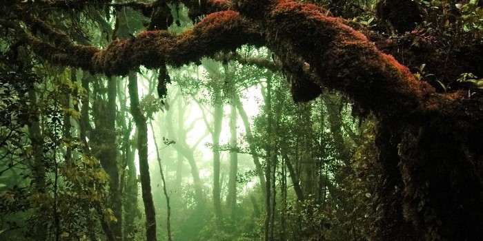Hidden Face - jungle amazonienne