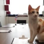 Le Triangle, La Planète des Chats Le triangle - la planète des chats