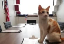 Le Triangle, La Planète des Chats Le triangle - la planète des chats