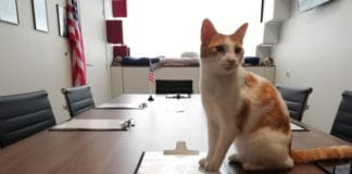 Le Triangle, La Planète des Chats Le triangle - la planète des chats